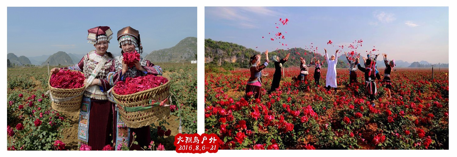 玫瑰.jpg