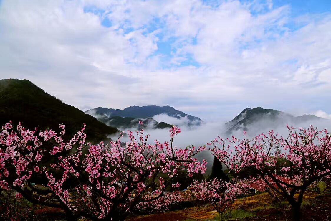 1492160814791417.jpg 桃花.jpg