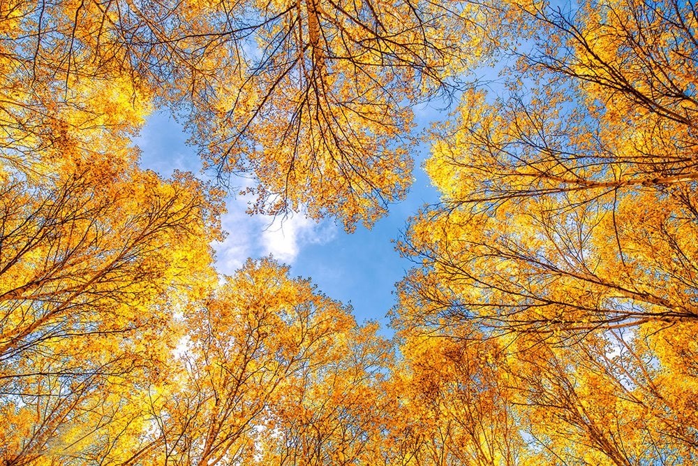 1504593917332768.jpg