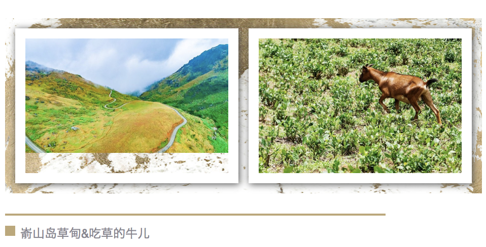 1526525983211106.png 嵛山岛草甸.png