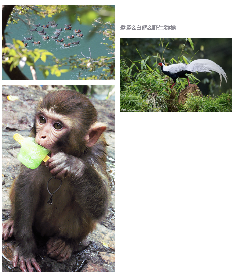 1526529593206688.png 白鹇&鸳鸯&野生猕猴.png