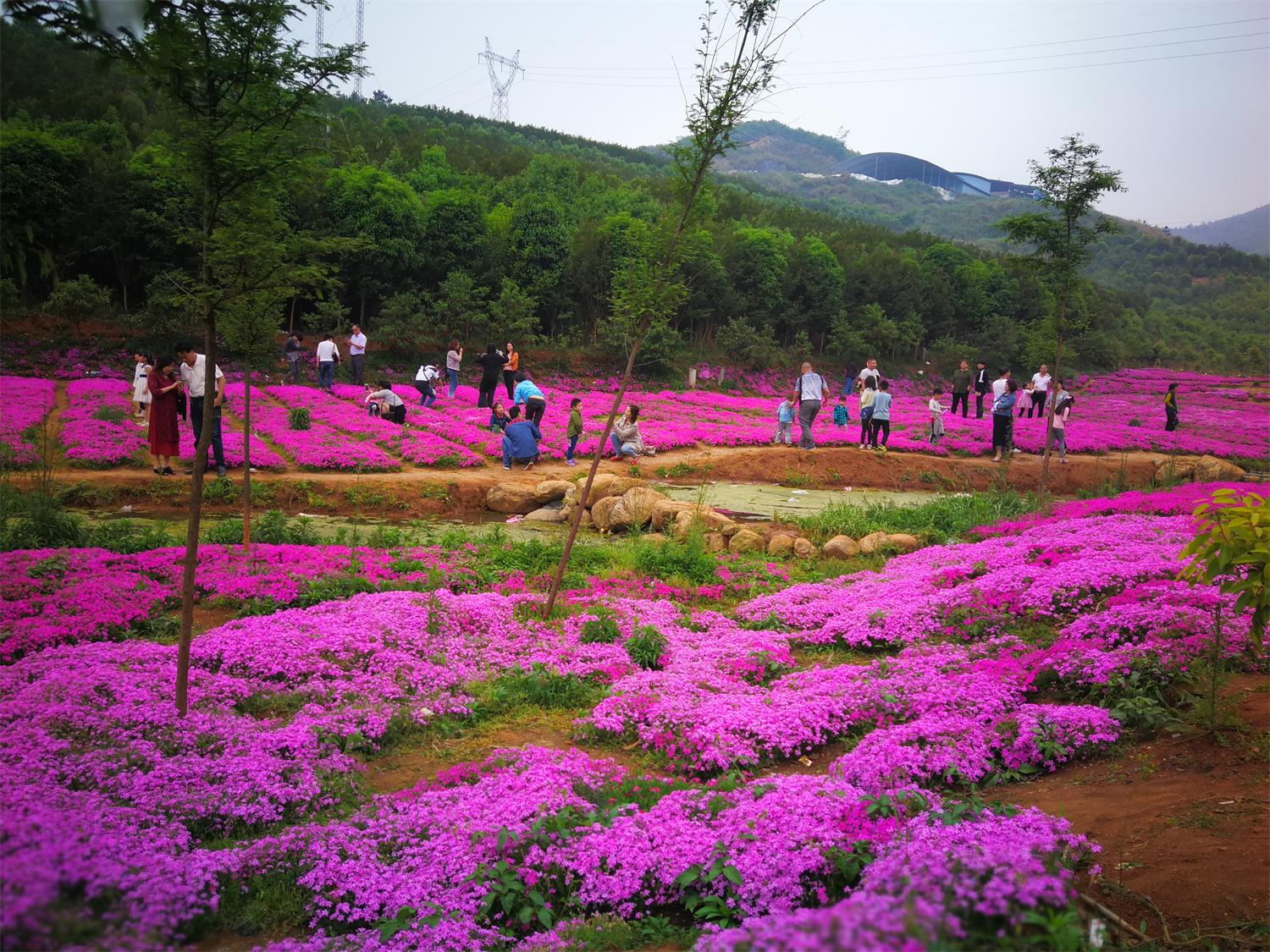 1552895468685069.jpg 芝樱花.jpg