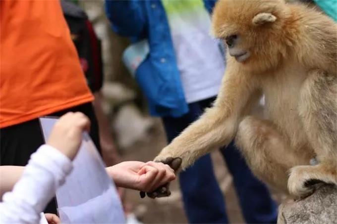 1557828457611465.jpg 金丝猴2.jpg