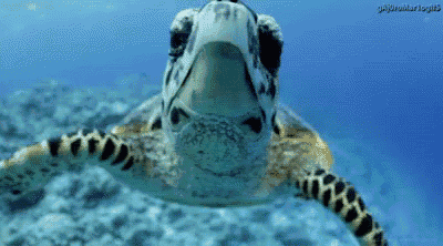 1566408038210226.gif 海龟.gif
