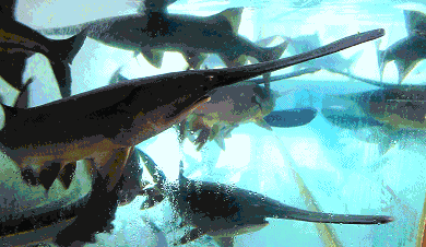 1568171211802771.gif 934b5364bc4d475bbd18e9cad02eb928.gif