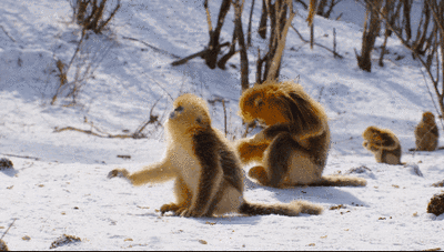1572430358322835.gif 1572430358322835.gif