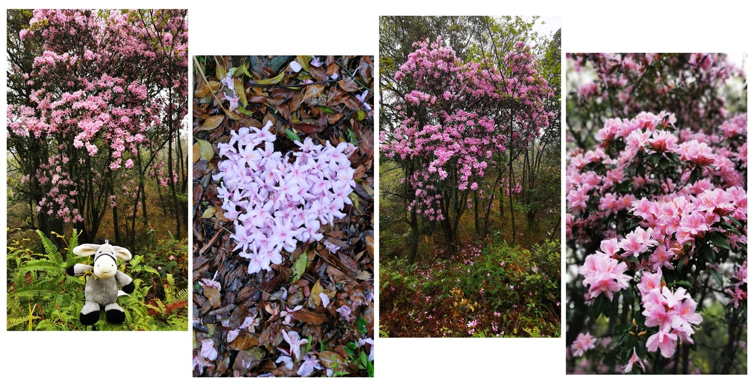 1615282880254649.jpg 花.jpg