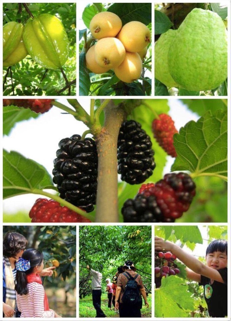 1617177318380929.jpg 摘果溪头村.jpg
