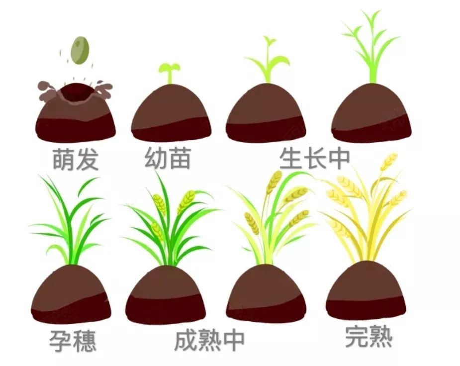 1635993290905915.jpg 水稻的一生.jpg