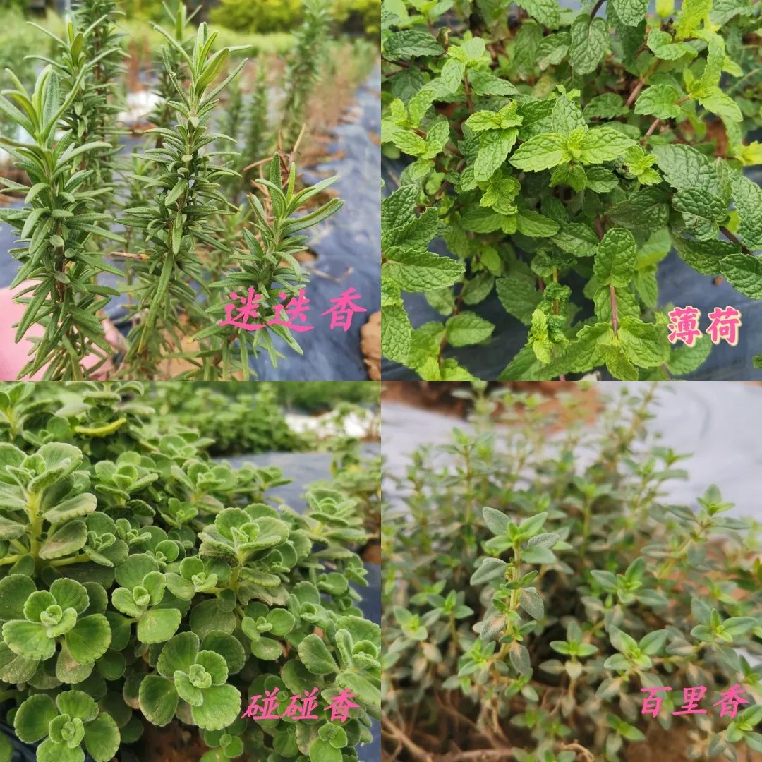 1677059382994493.jpg 微信图片_20230222174900.jpg