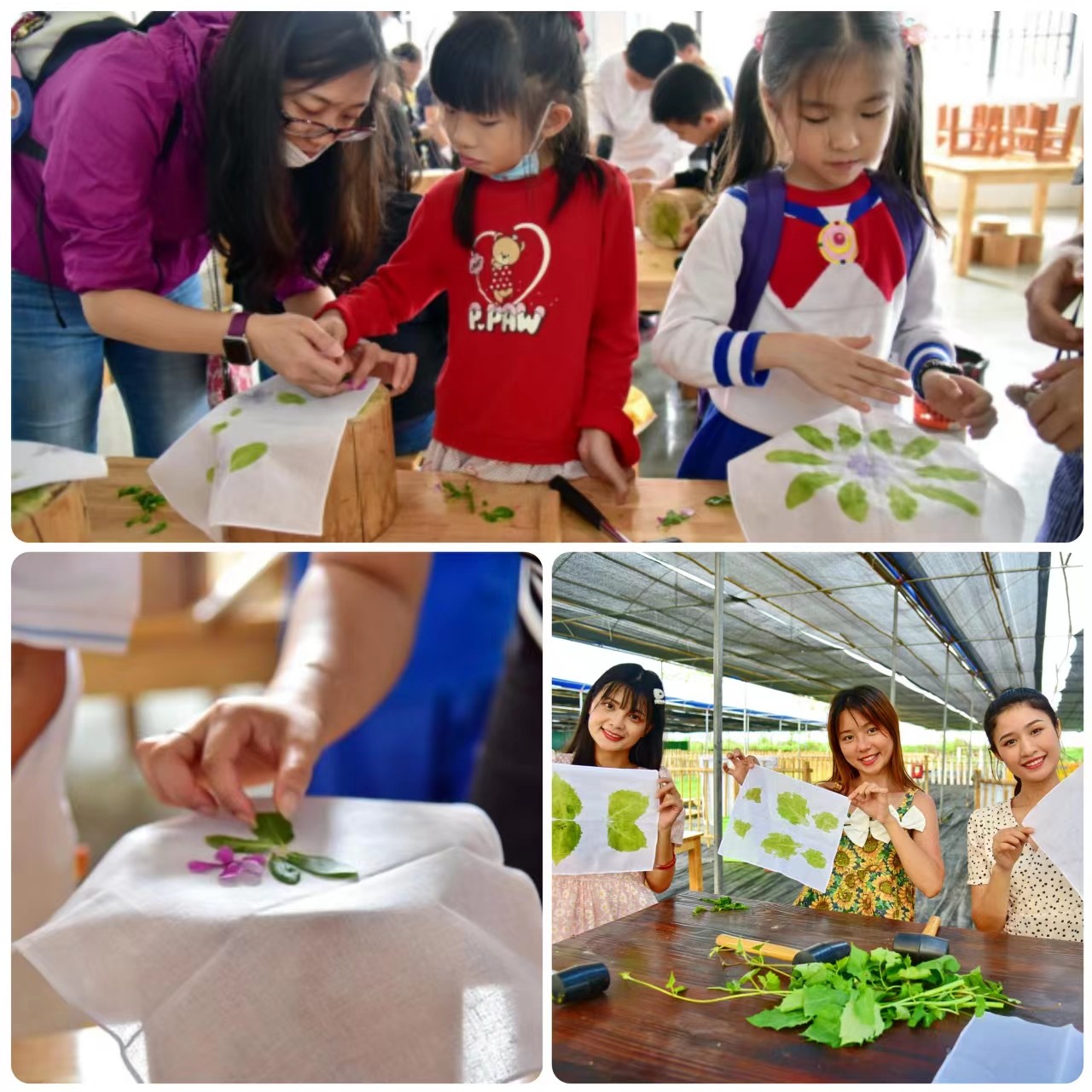 1663817795250191.jpg 植物拓.jpg