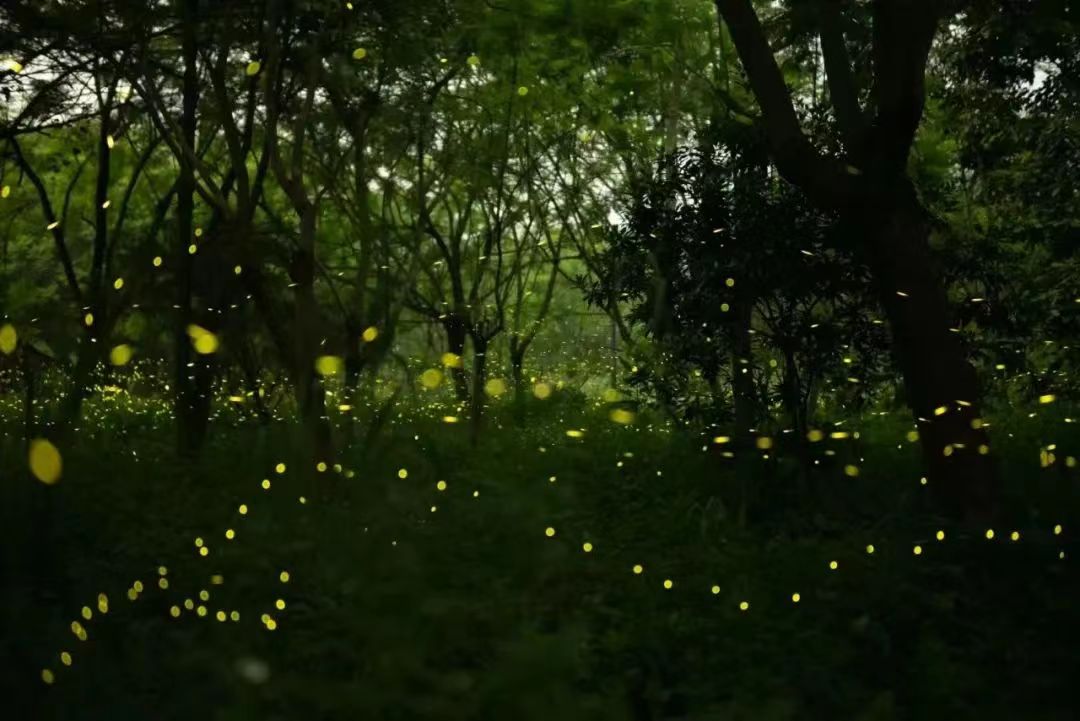 1712650388672258.jpg 萤火虫2.jpg
