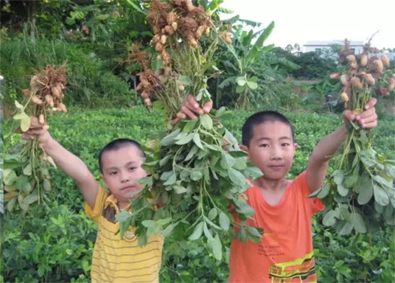 1730962166266085.jpg 拔花生_看图王.jpg