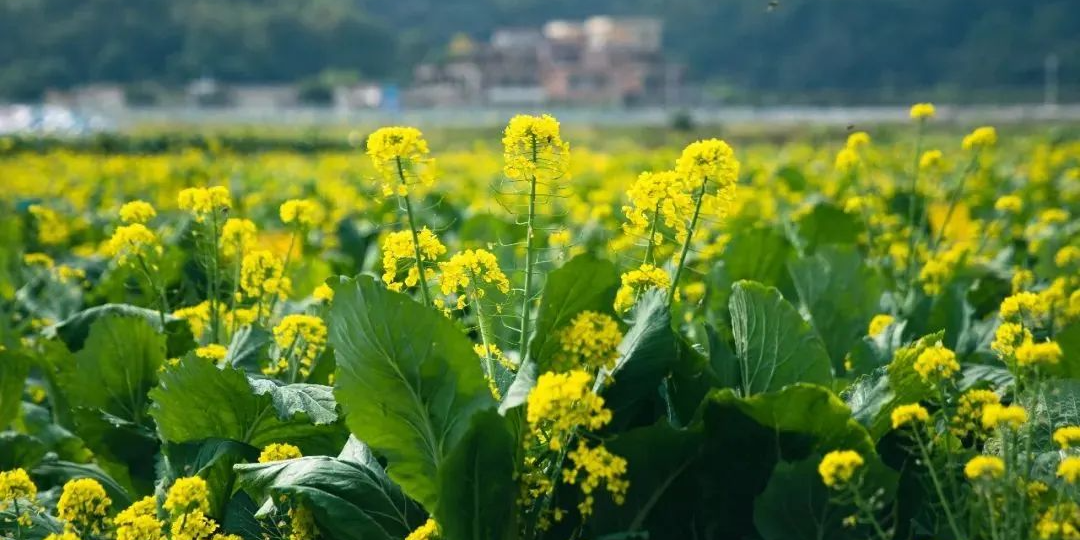 1735873775965045.png 迟菜心.png