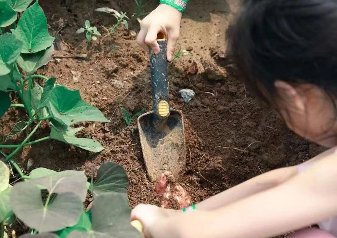 1735877074939423.jpg 挖红薯2.jpg