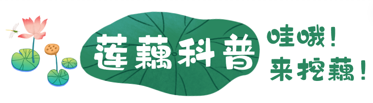 挖藕科普.png