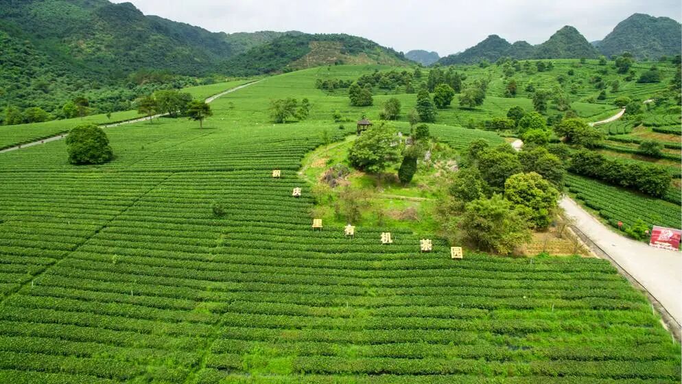 茶园.jpg