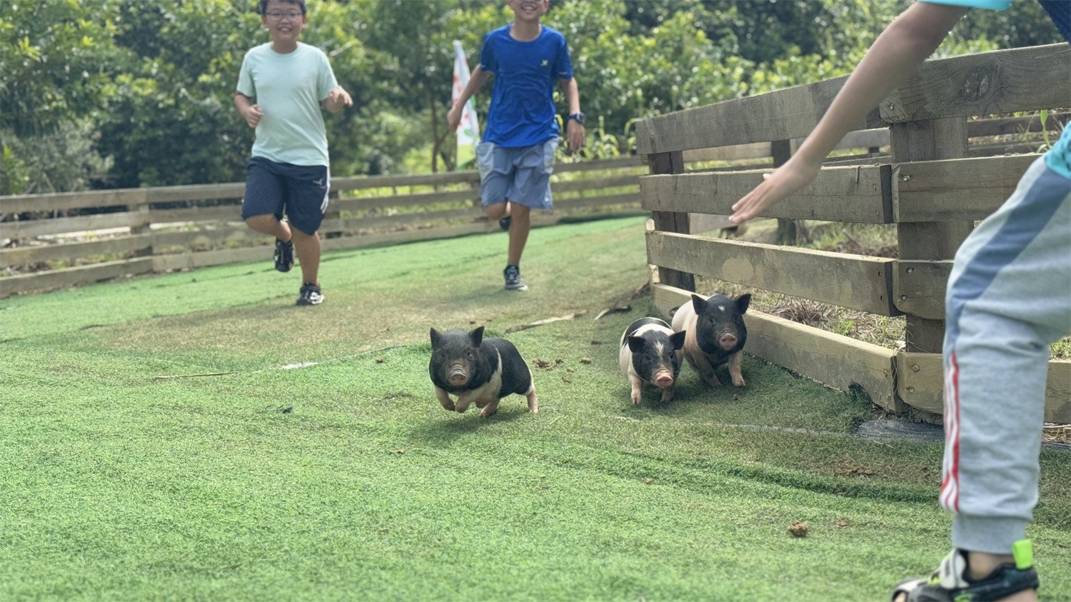 1774943382328612.jpg 小猪快跑.jpg