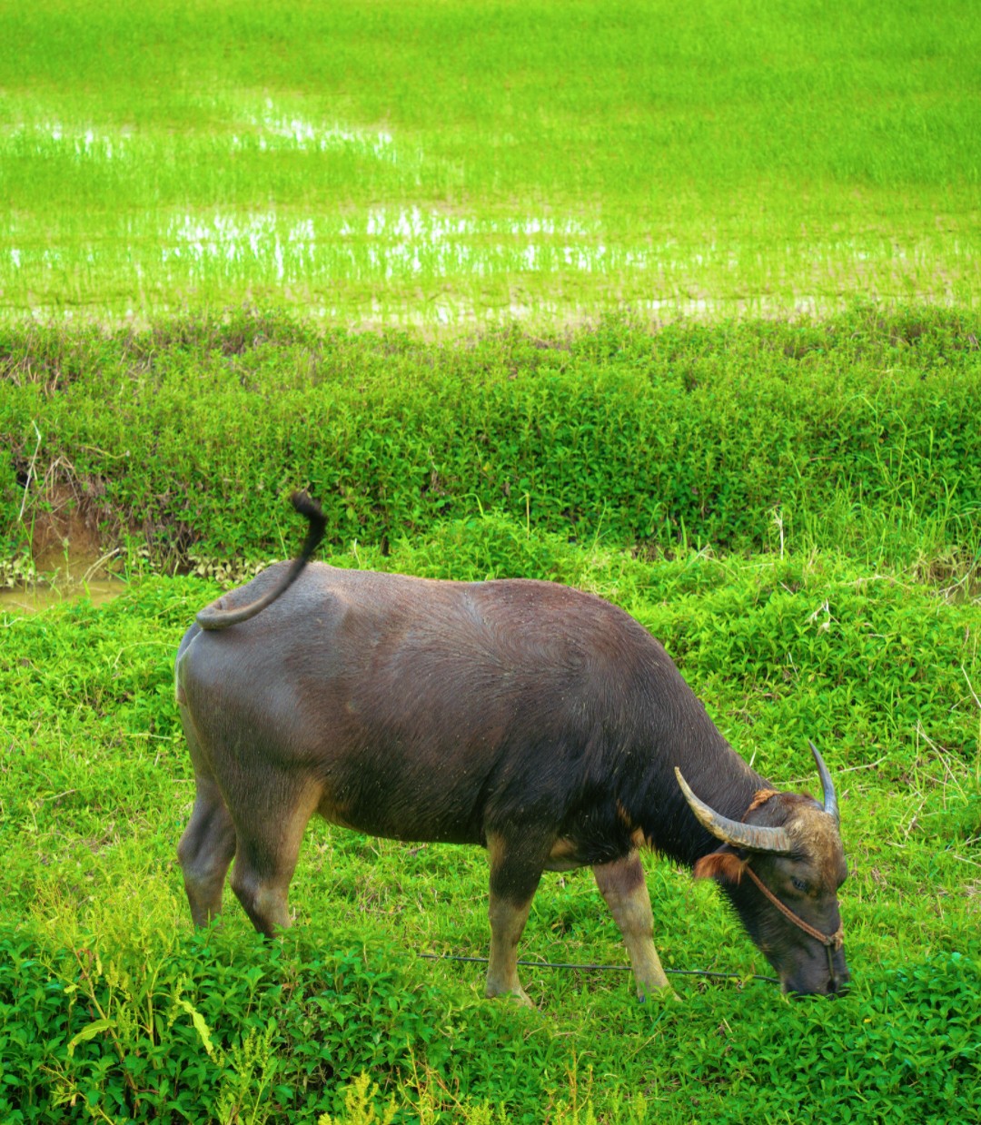 1776304894175136.jpg 07e0c47671c08b12aa2c7b739ec5dd9.jpg