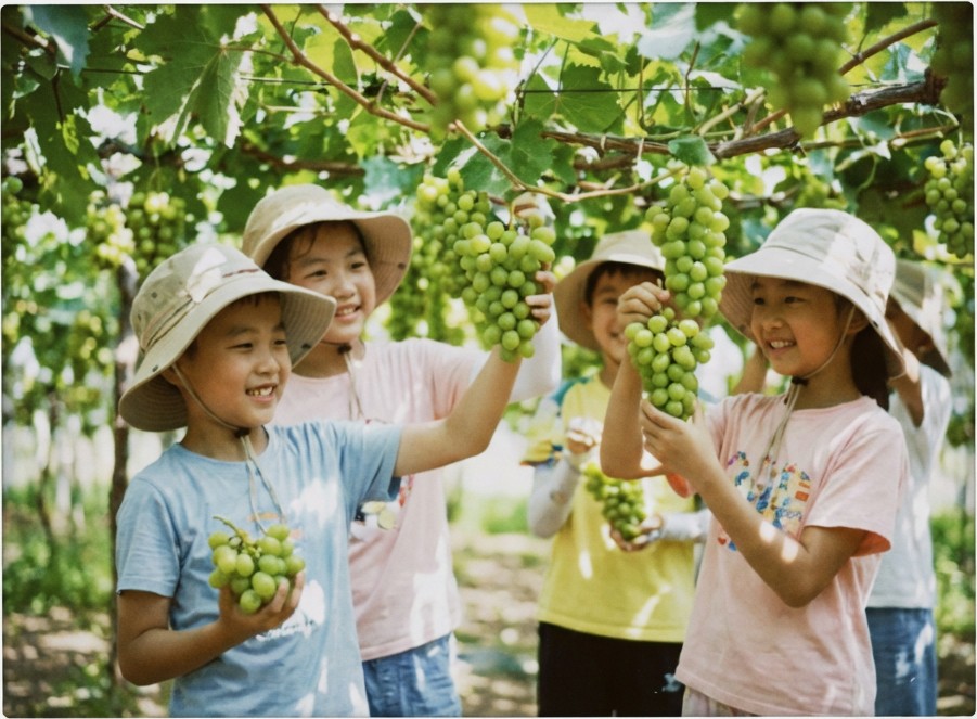 14_葡萄园采摘图片 拷贝.jpg