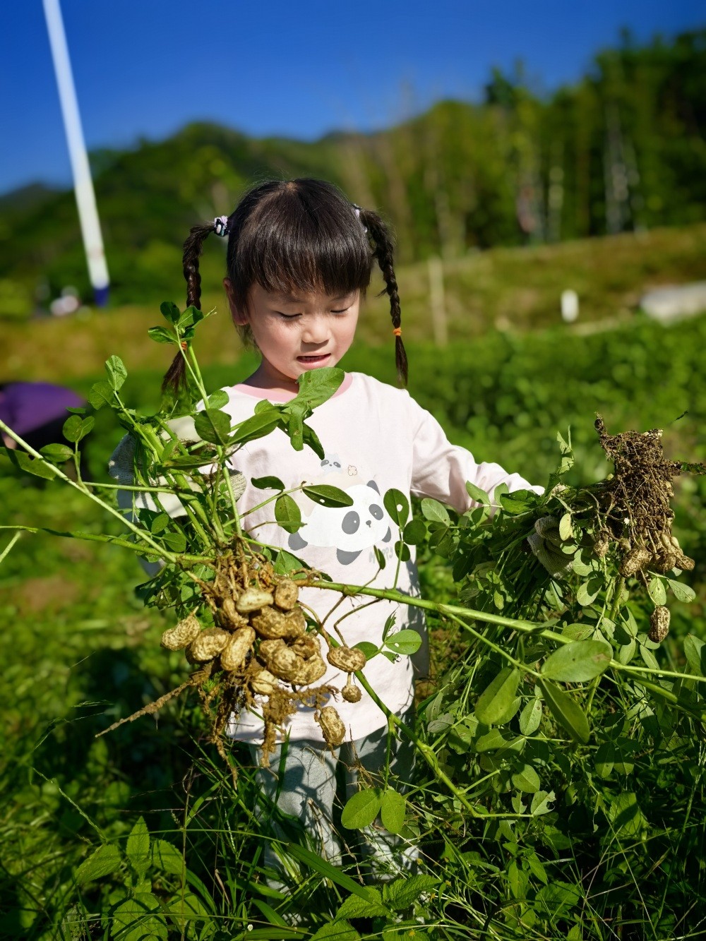 1793157445644912.jpg 拔花生.jpg